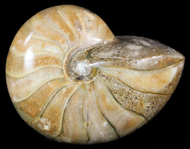 Polished Nautilus Fossil - Madagascar #47388